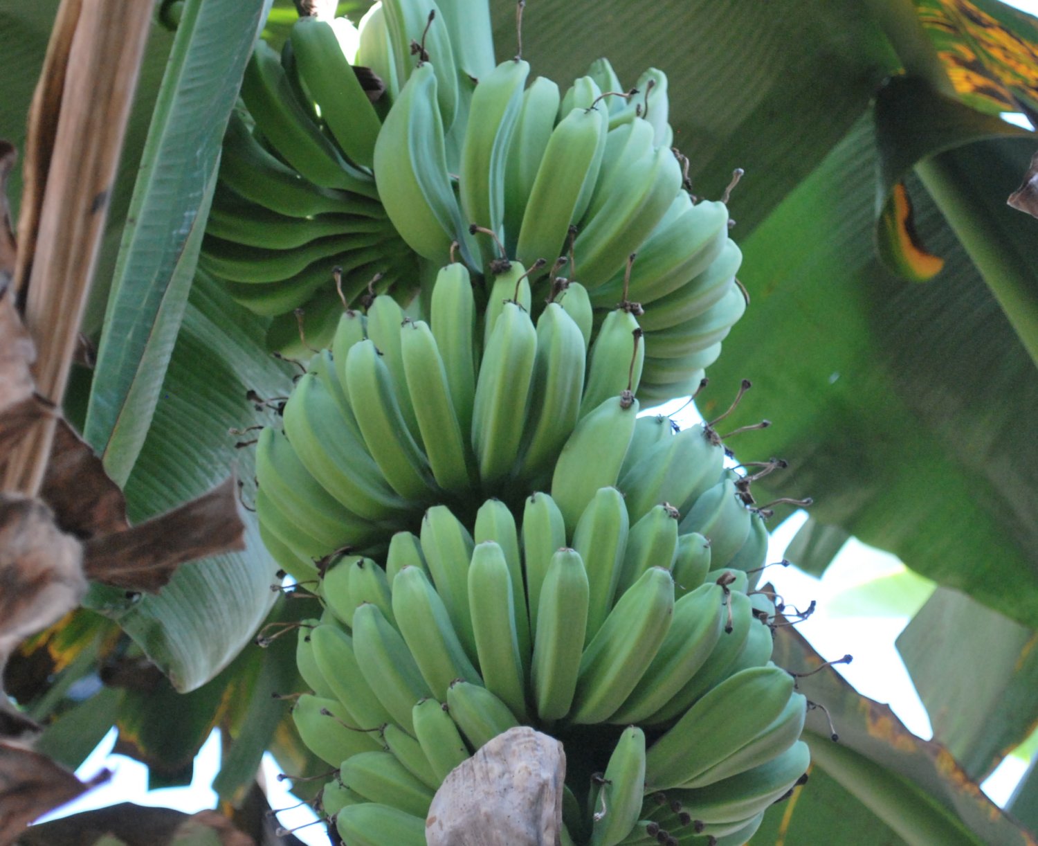 Growing bananas, Indonesia